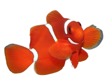 Maroon Clownfish SM