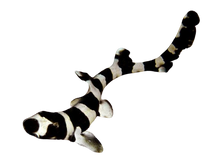 Banded Cat Shark M