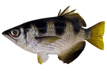 Banded Archerfish