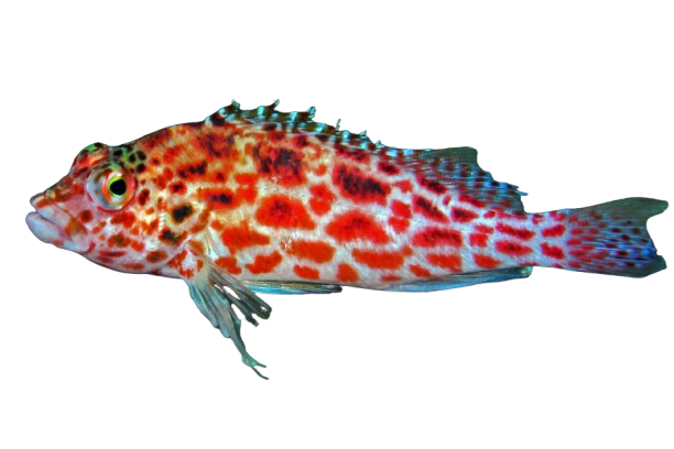 Coral Hawkfish