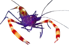 Purple Coral Banded Shrimp