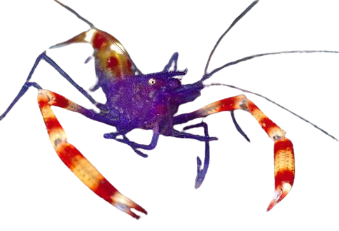 Purple Coral Banded Shrimp