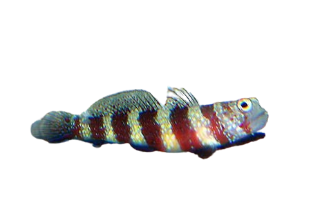 Wheeleri Goby