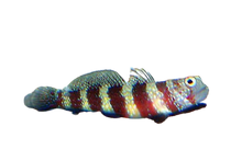 Wheeleri Goby