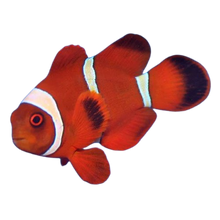 Maroon Clownfish L