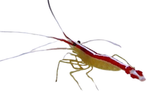 Cleaner Shrimp