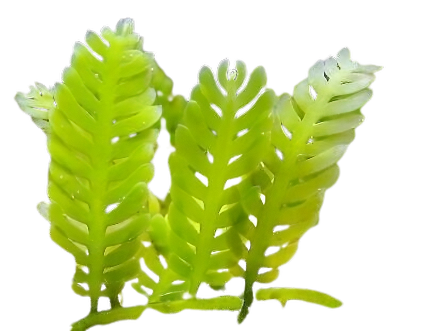 Feather Caulerpa