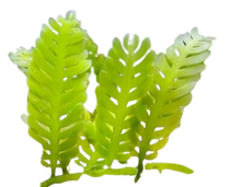 Feather Caulerpa