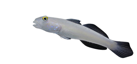 Sixspot Goby