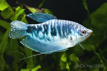 Blue Three Spot Gourami  - Trichogaster trichopterus