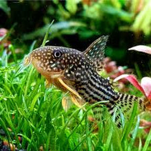 Corydoras sterbai