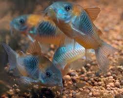 Venezuela Orange Corydoras -Corydoras venezuelanus