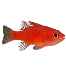 Red Stop Light Cardinalfish