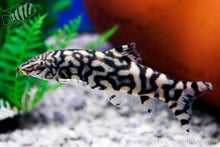 Reticulate Pakistani Loach -Botia lohachata