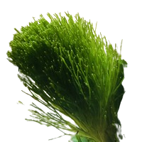 Rooted Plants - Shaving Brush