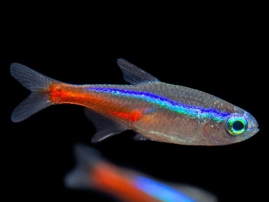 Neon Tetra - Paracheirodon innesi