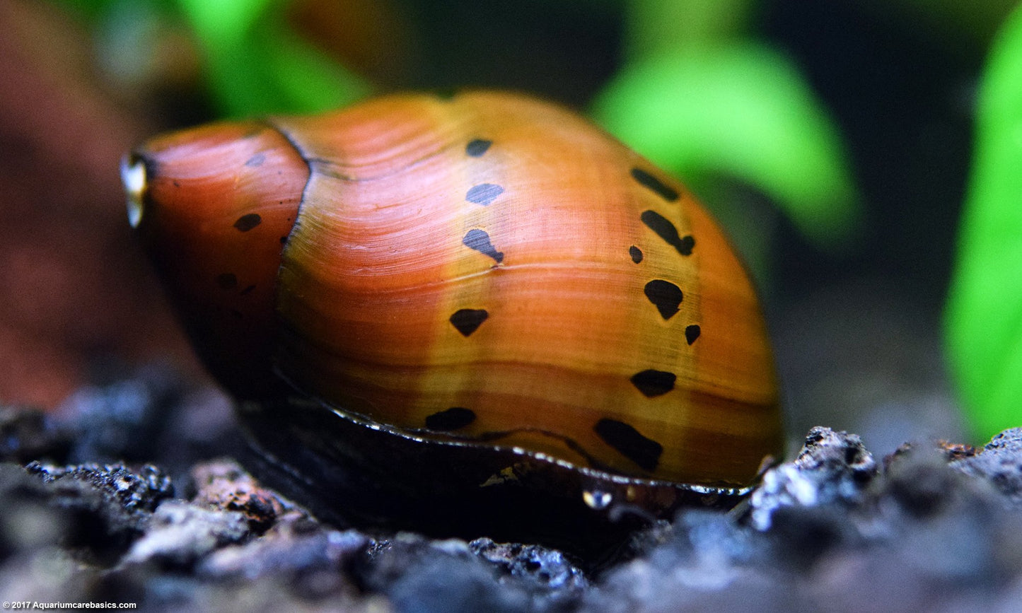 Ruby Onion Nerite Snail