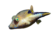 Caribbean Puffer - RARE M