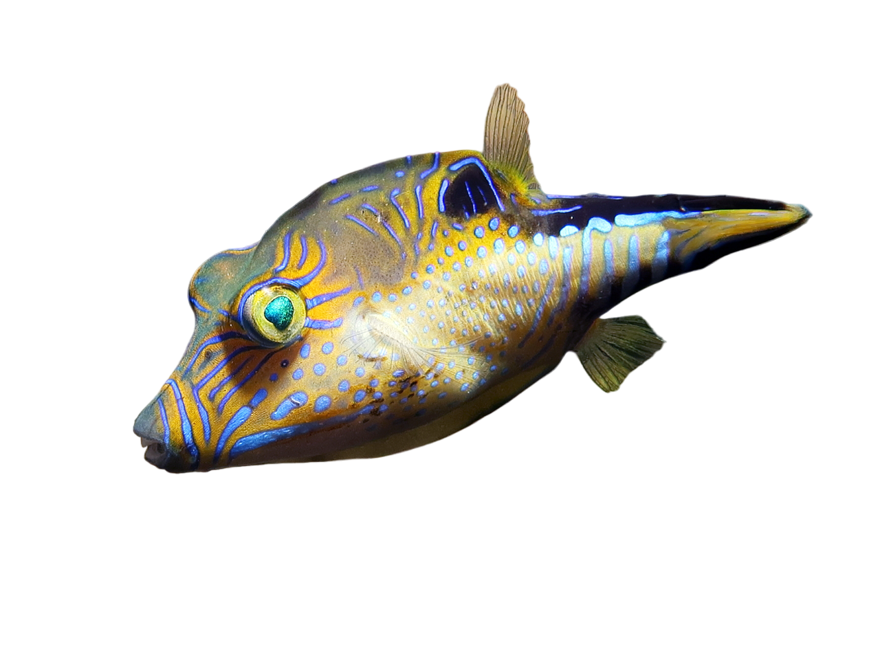 Caribbean Puffer - RARE S