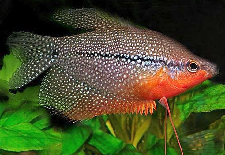 Pearl Gourami - Trichogaster leeri