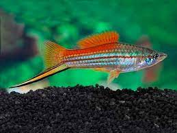 Pineapple Swordtail