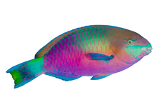 Green Parrotfish SHOW