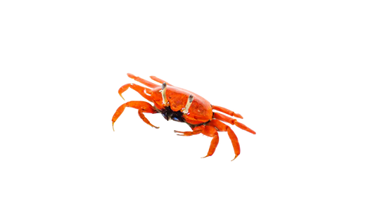 Red Fiddler Crab