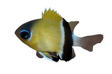 Black Bar Chromis