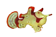 Warty Frogfish - Yellow and Red