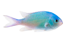 Green Chromis