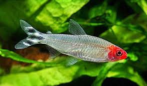 Rummy-nose Tetra -Hemigrammus rhodostomus