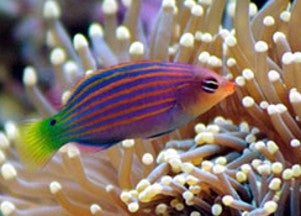 Six Line wrasse