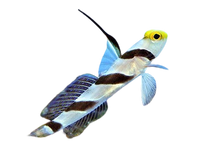 Hi fin Red Banded Goby