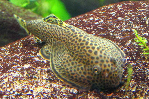 Borneo Loach