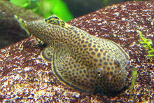 Borneo Loach