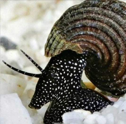 White Spotted Pabbit Snail -Tylomelania sp.