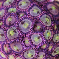 Pineapple Express Zoa Frag