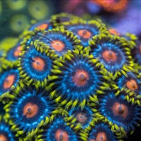 Blow Pop Zoa Frag