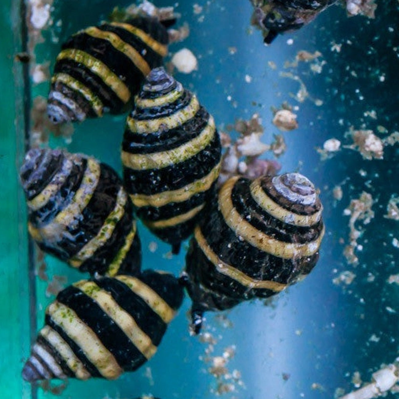 Bumble Bee Snails - Sustainable Marine Canada - Reef Aquarium Supplies Plus+