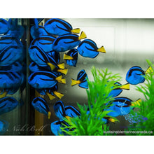 Hippo Tang ML - Sustainable Marine Canada - Reef Aquarium Supplies Plus+