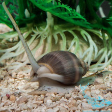 Nassarius Snail - Sustainable Marine Canada - Reef Aquarium Supplies Plus+