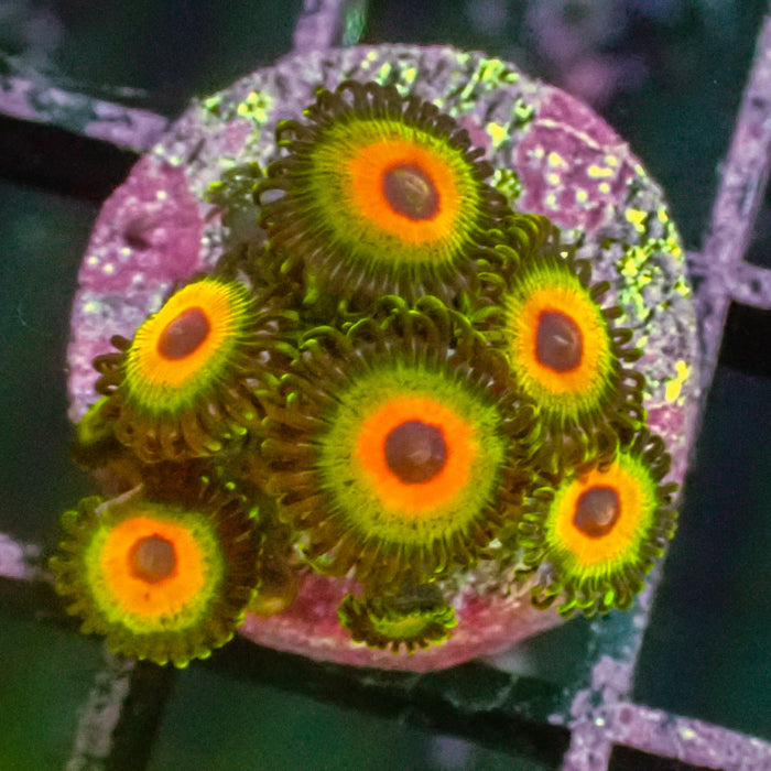 Bob Marley Zoa Frag