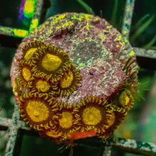 King Midas Zoa Frag