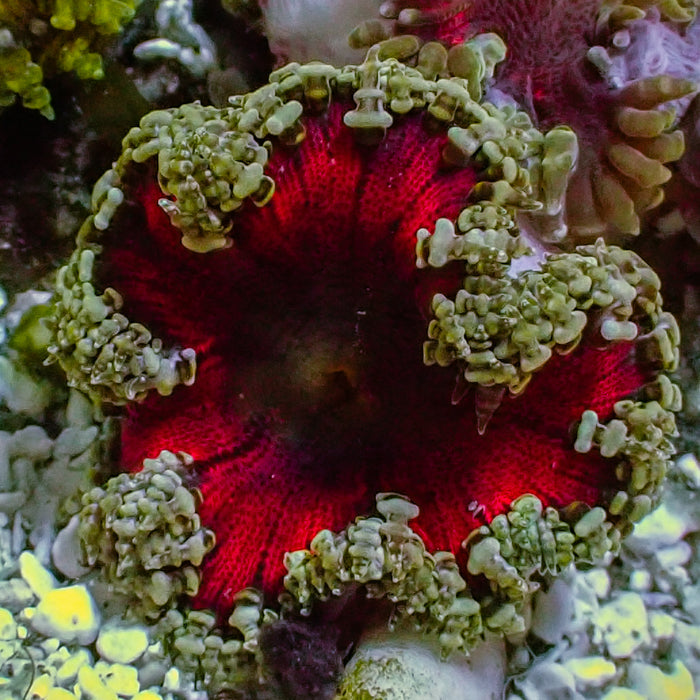 Flower Anemone - Red Center, Silver Skirt