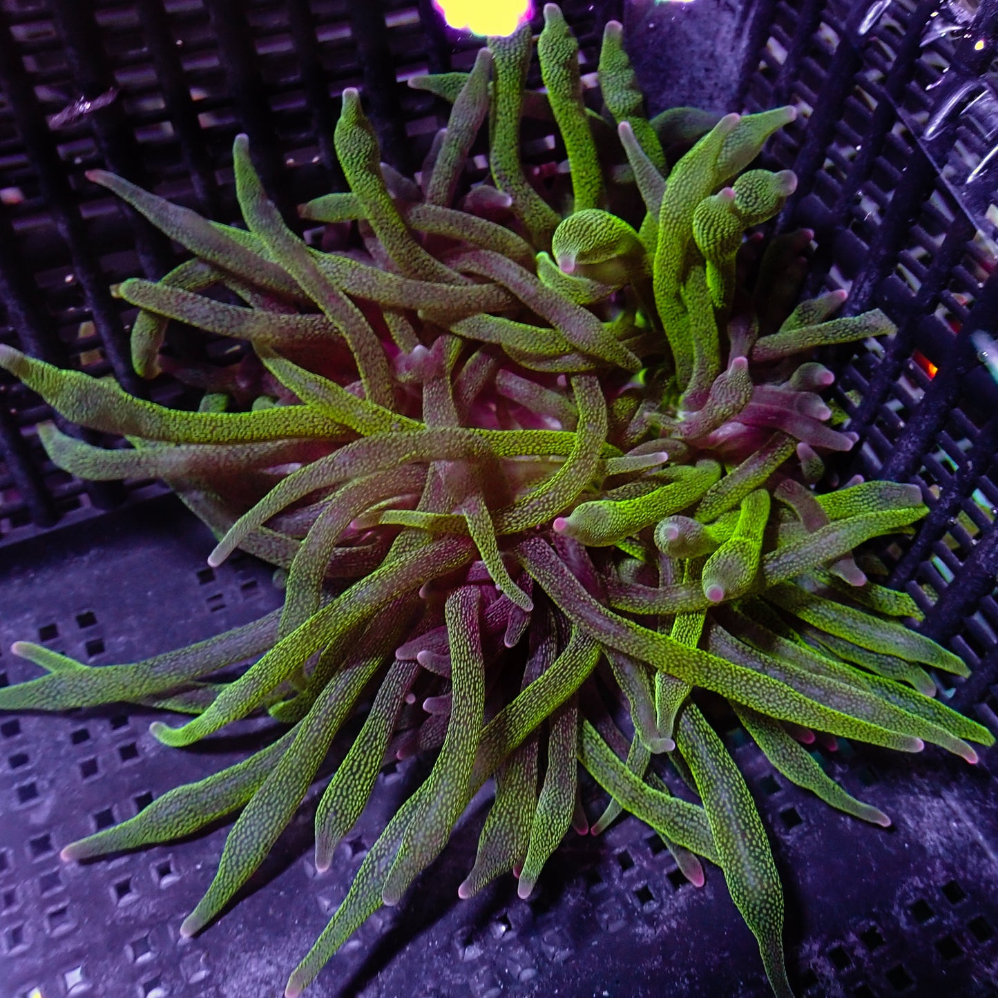 BTA - Green w/ Purple Tips