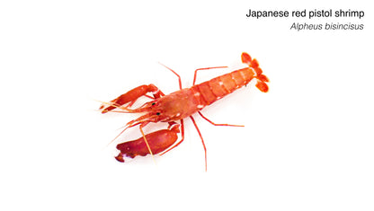 Japanese Red Pistol Shrimp