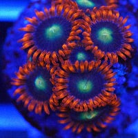 Flaming Sun Zoa Frag