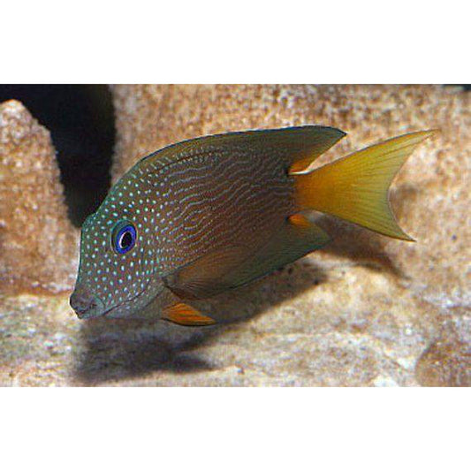 Blue Eye Bristle Tooth Tang (Ctenochaetus binotatus)