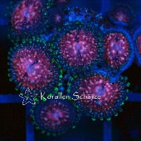 Strawberry Wine Zoa Frag