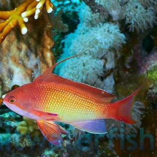 Lyretail Anthias (Pseudanthias squamipinnis) Male LRG